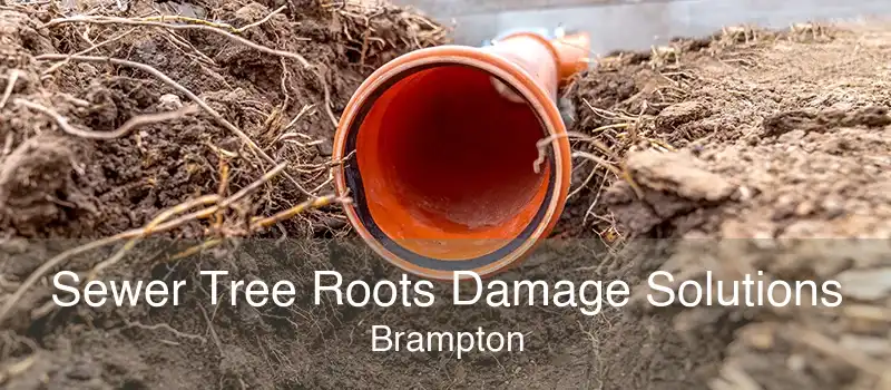 Sewer Tree Roots Damage Solutions Brampton