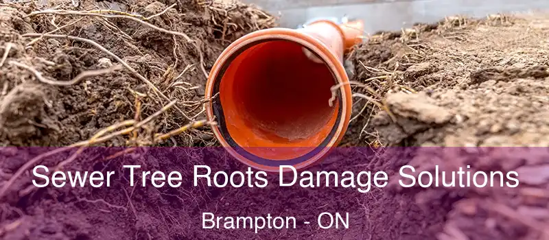  Sewer Tree Roots Damage Solutions Brampton - ON